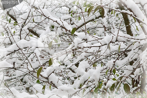 Image of The first heavy snow on the branches of trees.