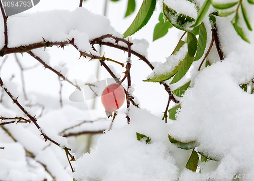 Image of The leaves and berries of the hawthorn, covered with snow.