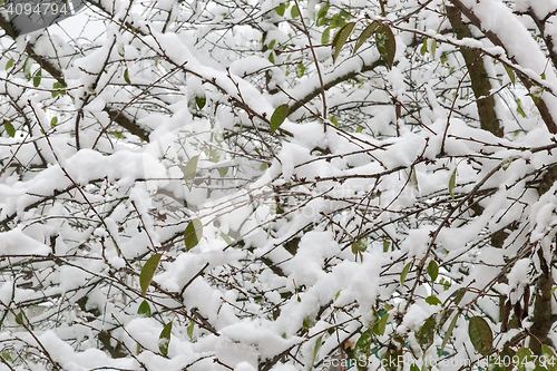 Image of The first heavy snow on the branches of trees.