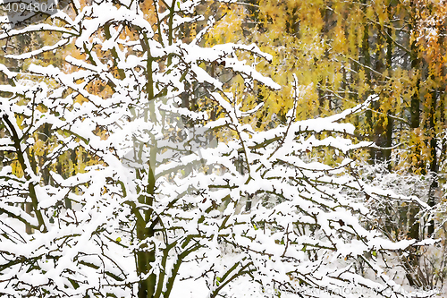 Image of The first heavy snow on the branches of trees.