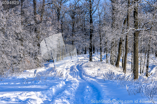 Image of Bright winter landscape with trees in the forest at sunrise