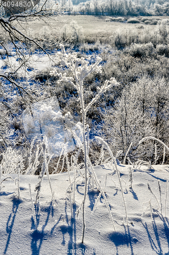 Image of Bright winter landscape with trees in the forest at sunrise