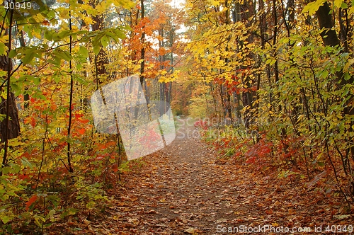 Image of Fall