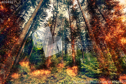 Image of Fire in a forest at daytime