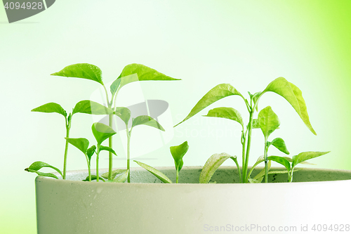 Image of Green plants of chili in a pot