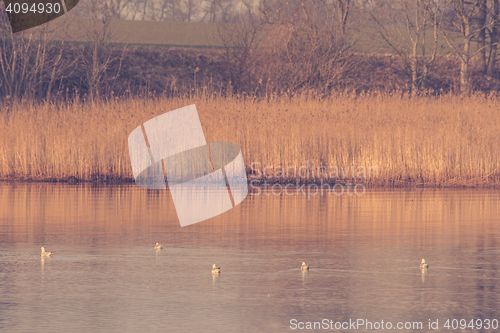 Image of Birds in a quiet lake in the winter