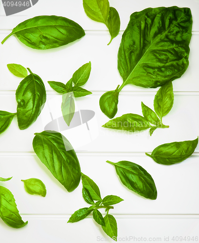 Image of Fresh Basil Leafs