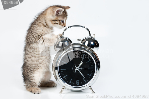 Image of Little Kitten And Alarm Clock