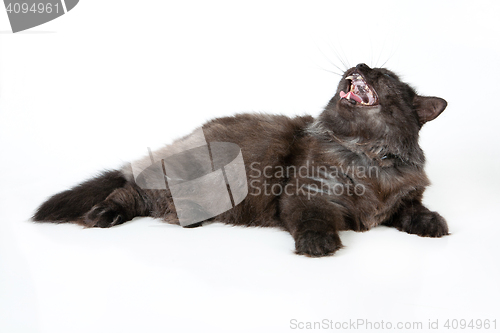 Image of Black Cat