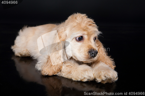 Image of Cocker Spaniel