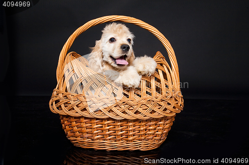 Image of Cocker Spaniel