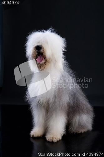 Image of Fluffi Dog