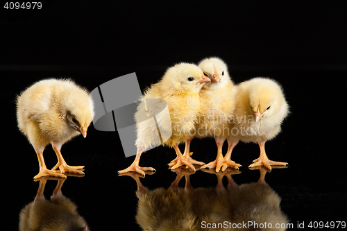 Image of Little Yellow Chickens