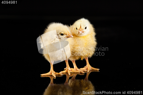 Image of Little Yellow Chickens