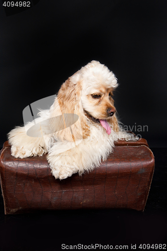 Image of Cocker Spaniel