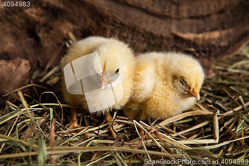 Image of Little Yellow Chicken