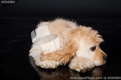 Image of Cocker Spaniel