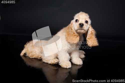 Image of Cocker Spaniel