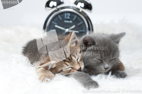 Image of Little Kittens And Alarm Clock