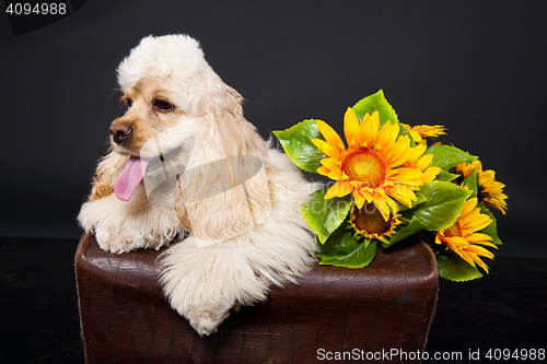 Image of Cocker Spaniel