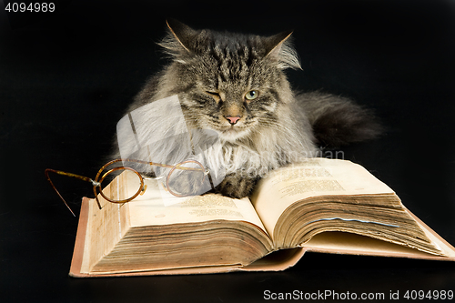 Image of Cat And Book