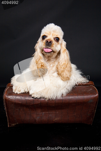 Image of Cocker Spaniel