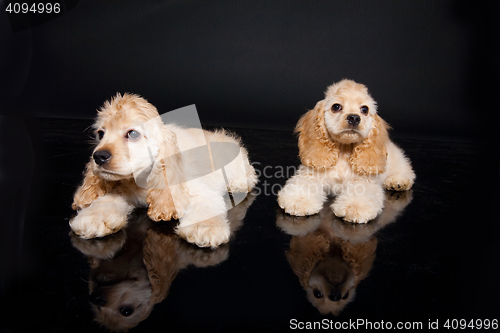 Image of Cocker Spaniel