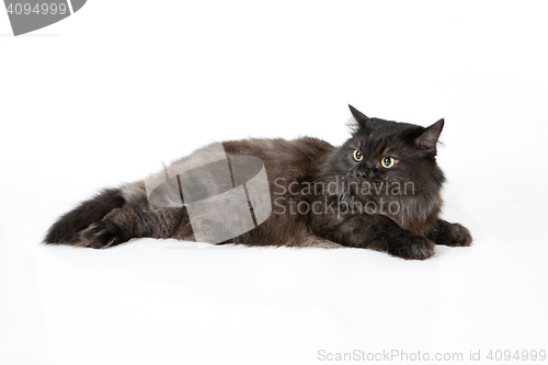 Image of Black Cat