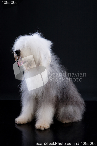 Image of Fluffi Dog