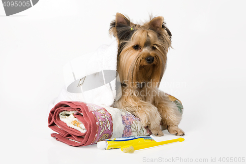 Image of Dog Fashion