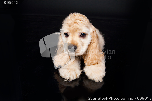 Image of Cocker Spaniel