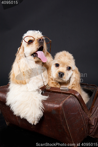 Image of Cocker Spaniel