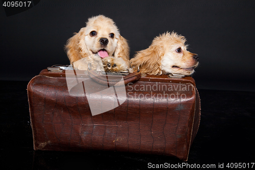 Image of Cocker Spaniel