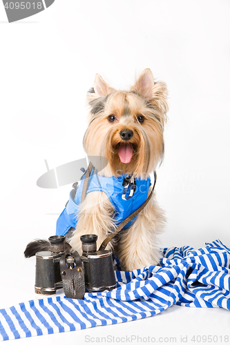 Image of Dog Fashion