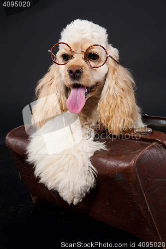 Image of Cocker Spaniel