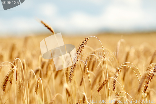 Image of cereal field with spikelets of ripe rye or wheat