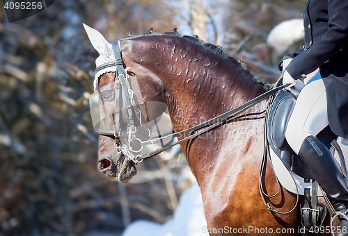 Image of Equestrian sport - dressage head of sorrel horse