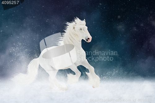 Image of White Shire horse stallion runs gallop over star sky background