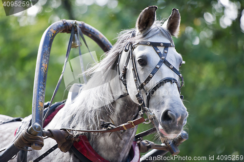 Image of Portrait of gray carriage driving horse