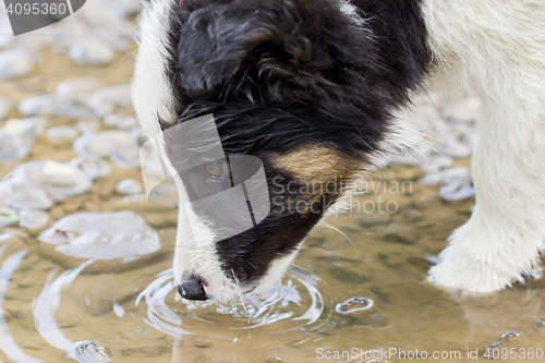 Image of Small Border Collie puppy on a farm, drinking from a pool