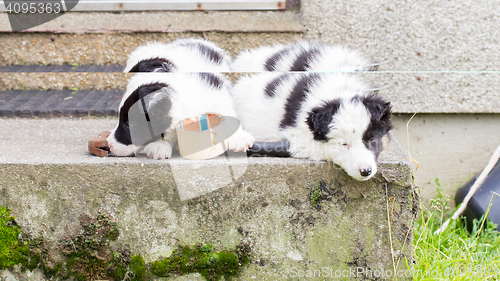 Image of Border Collie puppies sleeping on a farm