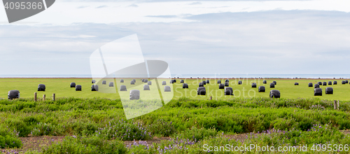 Image of Hay bales sealed with plastic wrap