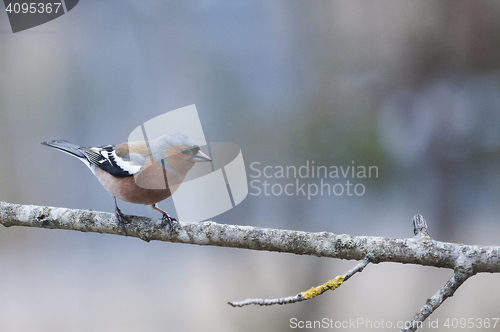 Image of male chaffinch