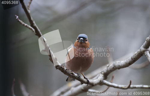 Image of chaffinch