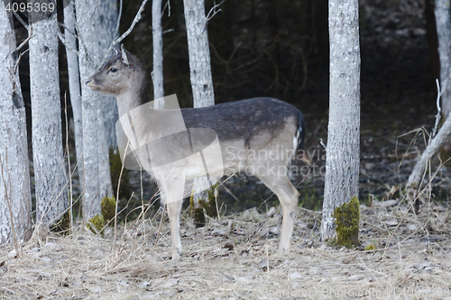 Image of young fallow deer