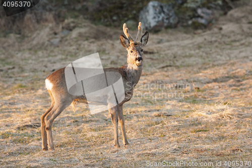 Image of roebuck