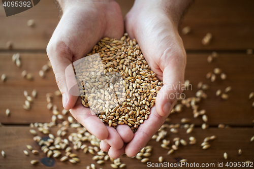 Image of male farmers hands holding malt or cereal grains