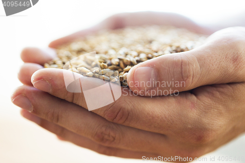 Image of male farmers hands holding malt or cereal grains