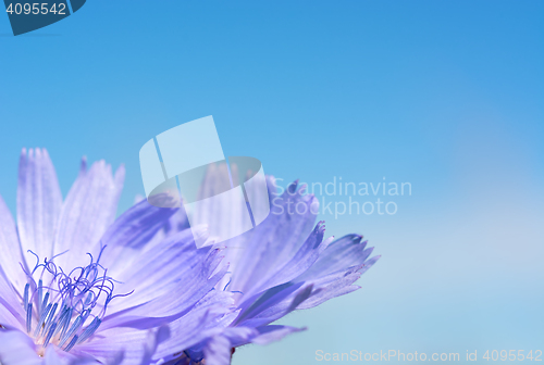 Image of Flower chicory on the background of sky.