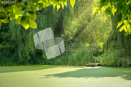 Image of Overgrown forest lake.